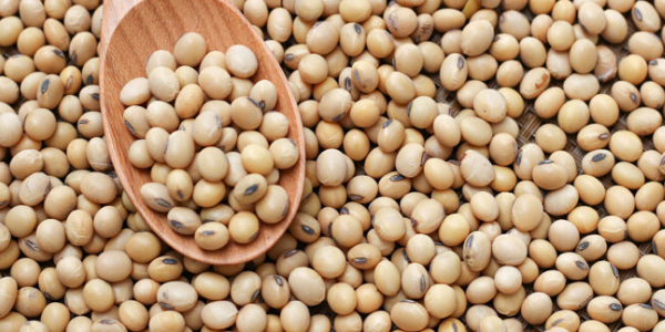 soy beans export